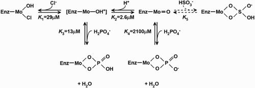 Figure 2 Proposed low pH, high pH, bisulfite, and phosphate-binding to the Mo domain of SO. Values of the equilibrium were the ones which gave the best fit to the experimental data.