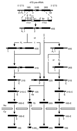 Figure 3. Processing of rRNA in human cells. The schematic representation shows the rRNA processing pathway in human cells. Processing sites are marked by vertical arrows. The nuclear envelope is represented by horizontal bars, and nucleus (Nu) and cytoplasm (Cy) are indicated. Modified from ref. Citation128.