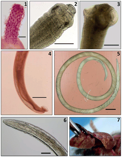 Figure 2: Adult worms and tissue pathology (scale bars = 100 μm) 1: Proboscis of M. moniliformis showing characteristic rows of recurved hooks; 2: H. nana scolex with 4 suckers and raised rostellum armed with hooklets; 3: H. diminuta scolex showing 4 cup-shaped suckers and unarmed rostellum; 4: Rear end of A. cantonensis male worm showing copulatory bursa and long spicules; 5: A. cantonensis female worm with the characteristic “barber’s pole” appearance; 6: Gongylonema head end showing characteristic scutes; 7. Liver of male M. natalensis at dissection showing the extent of his C. hepaticum infection (yellow lesions in the surface parenchyma).
