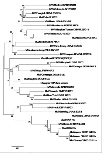 Figure 2. Phylogenetic analysis of the sequences of the nucleoprotein genes (450 nt) of the strains of measles virus from Deqin County, Yunnan Province, People's Republic of China. The tree shows sequences from Deqin viruses (circles) compared with World Health Organization (WHO) reference strains for each genotype. Scale bar indicates base substitutions per site.