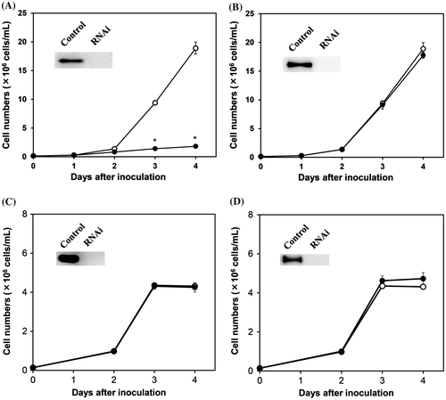 Fig. 1. Effects of gene silencing of the pyruvate dehydrogenase complex and pyruvate:NADP+ oxidoreductase on the aerobic growth of Euglena.