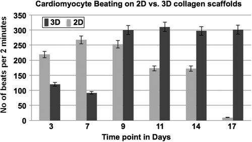 Figure 6. Graphic representation of beating (contracting) of cardiomyocytes on 2D tissue cultureware versus 3D collagen scaffolds, at defined time points.