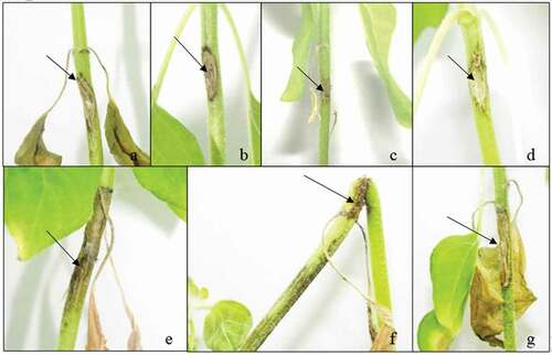 Fig. 7 (Colour online) Disease reactions observed on sunflower inoculated with Macrophomina phaseolina. The cultivars (a) ‘Kayra’, (b) ‘17 TR IMI 003ʹ, (c) ‘Sems OR’, (d) ‘11 TR 077ʹ, (e) ‘Palanci’, (f) ‘Metinbey’ and (g) ‘Deray’ are shown. The arrows indicate lesions