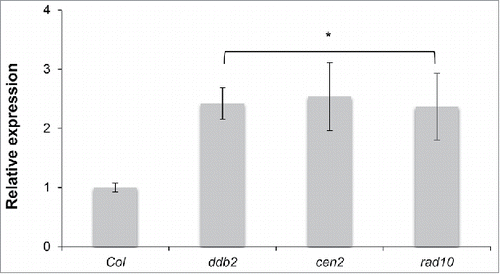 Figure 3. ROS1 expression levels in GGR-deficient plants. RT-qPCR analysis of transcript levels (±SD ) of genes encoding the DNA glycosylase ROS1 in WT (Col), ddb2, cen2 and rad10 plants. t-test * p < 0.01 compared to WT (Col).