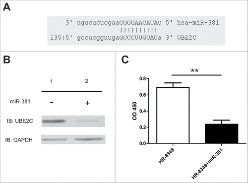 Figure 6. miR-381 regulated the expression level of UBE2C. A) Schema showed the complimentary domain between miR-381 and UBE2C. B) Western blot showed the protein level of UBE2C after the treatment of miRNA. C) The viability of HR-8348 cells with different treatments were determined by cck-8 kit. ## indicated p < 0.01.