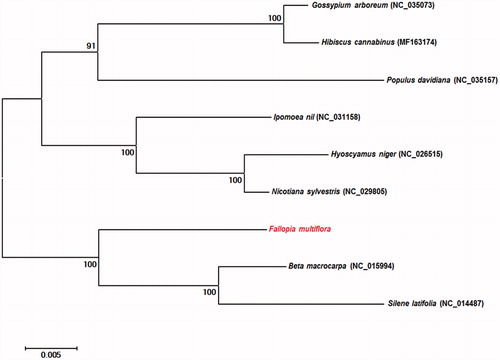 Figure 1. Phylogeny of F. multiflora and eight related species based on mitochondrial genome sequences. The phylogenetic tree was constructed using maximum likelihood analysis with 1000 bootstrap replicates based on the full mitochondrial genomes of nine species from the Pentapetalae subdivision.