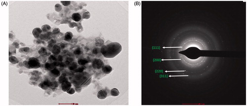 Figure 7. (A) HRTEM micrographs of PGE-AgNPs and (B) SAED results illustrating the formation of AgNPs.