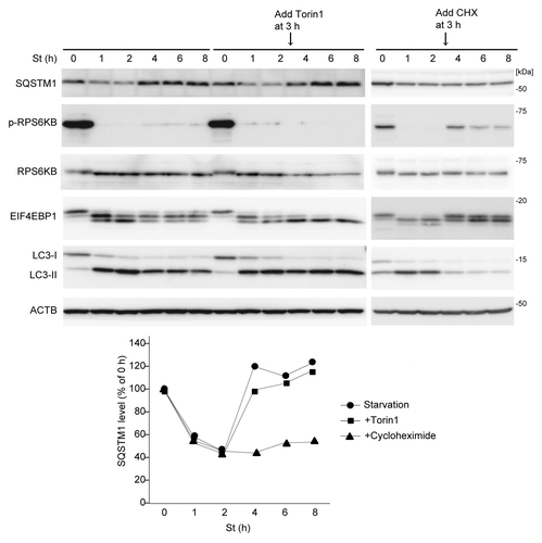 Figure 2. SQSTM1 restoration requires de novo protein synthesis but is independent of MTORC1. Wild-type MEFs were cultured in starvation medium lacking amino acids and serum for 1, 2, 4, 6, and 8 h. At 3 h after starvation, Torin1 (250 nM) or cycloheximide (CHX, 50 μg/ml) was added. Cell lysates were analyzed by immunoblotting using the indicated antibodies. Densitometric quantification of SQSTM1 protein levels using ImageJ software is shown on the graph.
