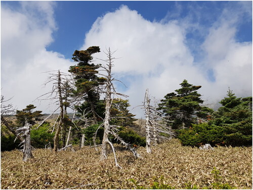 Figure 2. Image of alive and dead Abies koreana in Mt. Halla (photograph taken on June 7 2020).