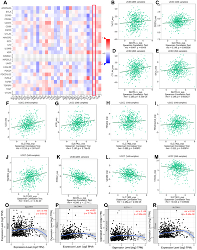 Figure 7 The Correlation between Solute carrier family 7 member 11 (SLC7A11) expression and immune checkpoint blockers (ICBs) in TISIDB and TIMER. (A) The panoramic association between the SLC7A11 expression and ICBs (red represents the positive correlation, and blue represents the negative correlation). (B-M) The significant association between the SLC7A11 expression and most ICBs, including TIGIT (B), CD274 (C), CTLA4 (D), IDO1 (E), IL10 (F), KDR (G), PDCD1 (H), PDCD1LG2 (I), TGFBR1 (J), PVRL2 (K), CD160 (L), and VTCN1 (M), in UCEC using TISIDB. (O-Q) The significant association between the SLC7A11 expression and most ICBs, including PDCD1 (O), CD274 (P), PDCD1LG2 (Q), CTLA4 (R), in UCEC using TIMER.