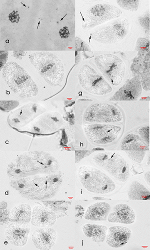 Figure 8. Meiosis II cells of Saccharum officinarum L. (OIO, 1000×). (a–e) var. VMC 86-550: (a) prophase II with laggards and chromosome caught at the cell plate; (b) metaphase II; (c) anaphase II with laggards; (d) telophase II with laggards; (e) normal tetrad cells. (f–j) var. VMC 87-599: (f) prophase II with laggards; (g) metaphase II with laggards; (h) anaphase II with laggards; (i) telophase II with laggards; (j) tetrads with laggards.