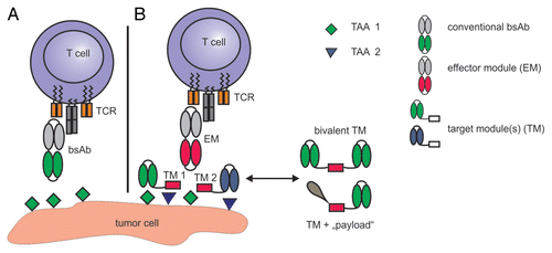 Figure 1. T-cell recruitment by conventional bispecific antibodies and a novel modular system. (A) T cell-engaging bispecific antibodies (bsAbs) are fusion proteins comprising 2 single-chain variable fragments (scFvs). One of such scFvs is directed against an activating receptor of T cells, most commonly the CD3 molecule, while the other is specific for a tumor-associated surface antigen. (B) In our modular T-cell recruitment system, the 2 binding arms of a conventional bsAb are split into 2 separate units. The first unit is an effector module (EM) in the bsAb format, with one scFv specific for CD3 and one for a 10-amino acid motif from the human nuclear protein La (also known as Sjögren’s syndrome antigen). The second unit is a target module (TM) that consists of an antigen-binding domain, e.g., a scFv, coupled to the La epitope recognized by the EM. In this setting, the cross-linkage of T lymphocytes and their targets is mediated by the interaction between the T cell-recruiting EM and the target cell-binding TM. TMs directed against different target antigens can be easily exchange to avoid the emergence of antigen-loss tumor escape variants. Moreover, TMs can be functionalized with additional payloads, e.g., T cell-activating ligands, and can be rendered bivalent, to increase the avidity of binding, as well as bi-or multispecific, to recruit T cells against several antigens simultaneously.