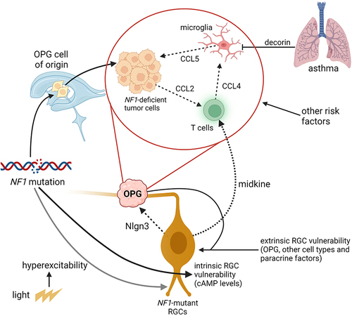 Figure 3 Interaction of tumor cells, neurons, and immune cells in murine Nf1-OPGs. Nf1-deficient tumor (glioma) cells produce Ccl2 to attract T cells, which release Ccl4 following exposure to Nf1-mutant neuronal midkine to induce Ccl5 secretion from Nf1-mutant microglia. Ccl5 functions as a potent mitogen for glioma cell growth. In addition, Nf1-mutant RGCs also promote tumor initiation and expansion through the elaboration of neuroligin-3 (Nlgn3) in response to light (visual experience). The establishment of a supportive microenvironment for Nf1-OPG formation and growth allows for risk factor convergence at the level of neurons (light, specific Nf1 mutation), T cells (asthma), and microglia (other systemic exposures).