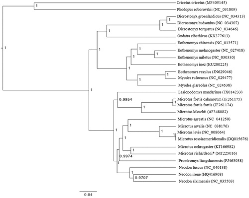 Figure 1. Phylogenetic tree based on the complete mitochondrial genomes of 25 arvicoline species and two outgroups (Cricetus cricetus and Phodopus roborovski). The scale bar represents the number of substitutions per site and node labels represent posterior probabilities.