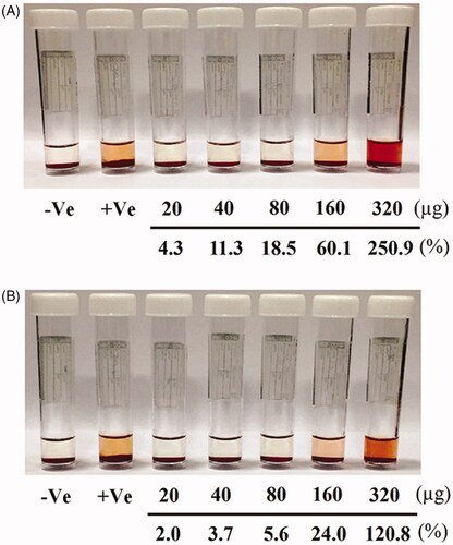 Figure 12. Images of human RBCs showing percentage of blood haemolysis on incubation with different concentrations of (A) pure hesperidin and (B) modified nanohesperidin loaded in PLGA- Polixamar 407.