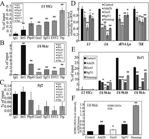 Figure 5. The participation of SAGA complex in snRNA transcription. (a-c) Occupation of the U1 and U6 promoters (U1 95Cc, U6 96Ac) and trf2 fragment (control) by Brf1, Pbp45, Gcn5, Sgf11, ENY2, and TBP in Drosophila pupat. The protein level was measured by ChIP. The results of ChIP are provided as a percentage of input. (d) – Effects of decrease of Ada2b, Gcn5, Sgf11, and Nonstop transcription levels in mutant strains (shown in Supplementary. Figure 3(a)), on the level of transcription of U1, U6, tRNA Lys and 7SK genes. TM6B, Tb[Citation1]/+ strain was used as a control. The transcription levels were normalised on 28S rRNA. (e) Effects of decrease of Ada2b, Gcn5, Sgf11, and Nonstop transcription levels in mutant strains (shown in Suppl. Figure 3A), on the level of Brf1 on promoters of U1 and U6 genes. (f) The effect of mutations of the SAGA subunits on H2B monoubiquitylation of U6 96 Ac promoter. The levels of nonmodified and monoubiquitylated H2B were measured by ChIP in the control and mutant strains (indicated below the Figure). The antibodies against nonmodified H2B and against monoubiquitylated H2B (H2BK120Ub) were used. The data represent the ratio of the H2BK120Ub level to the level of nonmodified H2B. The statistical tests for this figure are the same as described in the legend to Figure 2.