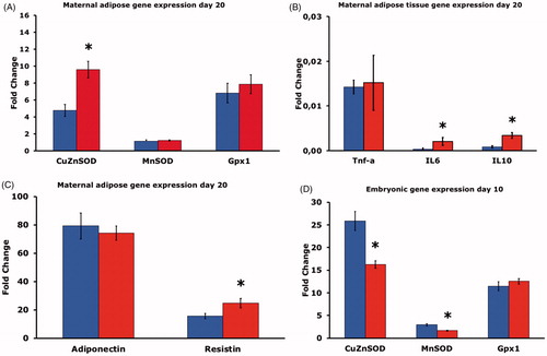 Figure 3. (A) Gene expression of CuZnSOD, MnSOD and Gpx1 in adipose tissue of pregnant rats on control diet (CD, n = 8, blue bars), or high fat diet (HFD, n = 15, red bars) on gestational day 20. Mean ± SEM. * = P < 0.05 for CD vs. HFD. (B) Gene expression of TNF-α, IL-6 and IL-10 in adipose tissue of pregnant rats on CD (n = 8 blue bars), or HFD (n = 15, red bars) on gestational day 20. Mean ± SEM. * = P < 0.05 for CD vs. HFD. (C) Gene expression of adiponectin and resistin in adipose tissue of pregnant rats on CD (n = 8, blue bars), or HFD (n = 15, red bars) on gestational day 20. Mean ± SEM. * = P < 0.05 for CD vs. HFD. (D) Gene expression of CuZnSOD, MnSOD and Gpx1 on gestational day 10 in embryos of six pregnant rats on CD (blue bars, n = 30 embryos), or in embryos of six pregnant rats on HFD (red bars, n = 30 embryos). Mean ± SEM. * = P < 0.05 for CD vs. HFD.