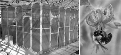 Fig. 1 Left: Bee containment cage constructed in a greenhouse used in one of the transmission trials. Right: Bumblebee feeding on nectar from tomato in PepMV transmission trials.