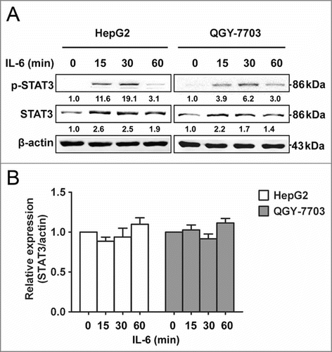 Figure 1. STAT3 protein level is quickly upregulated by IL-6 in HCC cells. (A) Protein expression levels of p-STAT3 and STAT3 were analyzed by Western blotting in HepG2/QGY-7703 cells after being treated with IL-6 (25 ng/mL) as indicated. (B) mRNA expression of STAT3 was measured in HepG2/QGY-7703 cells by qRT-PCR. Data are shown as mean ± s.d. (n = 3) of one representative experiment. Similar results were obtained in at least three independent experiments.
