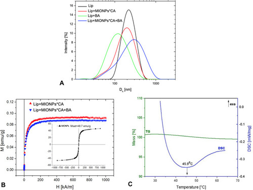Figure 4 Graphical representation of: (A) intensity distribution of particles size of the liposomal samples; (B) magnetization curves of magnetoliposomes and control (MIONPs); (C) TG/DSC curves of BA-loaded magnetoliposome.