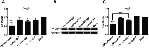 Figure 3 Expression of Noggin and Noggin protein in MC3T3-E1 cells transfected with different siRNA delivery systems. (A) Expression of Noggin on day-2 (PCR data). (B) Expression of Noggin protein on day-3 (data from Western blotting). (C) Semiquantitation of Noggin protein from Western blotting images analyzed by ImageJ software.Notes: *P<0.05 and ***P<0.001 vs the blank group. ###P<0.001. The error bars represent the mean±SD (n=3).Abbreviations: LNPs, lipopolysaccharide-amine nanopolymersomes; lipo, lipofectamine3000.