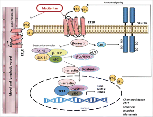 Figure 1. Interplay between ETAR/β–arrestin-1 and Wnt/β-catenin drives chemoresistance in ovarian cancer. In chemoresistant ovarian cancer cells, binding of endothelin-1 (ET-1, EDN1) to its receptors leads to recruitment of β-arrestin-1 (ARRB1). β-arrestin inhibits the destruction complex composed of glycogen synthetase kinase 3 (GSK3), axis inhibition 1 (AXIN1), β-transducin repeat containing protein (β-TrCP), and adenomatous polyposis coli (APC), and thus promotes the accumulation of a non-Ser/Thr phosphorylated active form of β-catenin. β-arrestin-1 shuttles with β-catenin into the nucleus, where it interacts with p300 histone acetyltransferase to enhance β-catenin/T-cell-specific transcription factor-4 (TCF4)-transactivation, thus promoting the transcription of genes such as EDN1, matrix metalloproteinase 2 (MMP-2), or cyclin D1 (CCND1) and leading to enhanced chemoresistance, epithelial to mesenchymal transition (EMT), stemness, cell plasticity, invasion, and metastasis. As a signal transducer, endothelin A receptor (ETAR, EDNRA)/β-arrestin-1 initiates transactivation of the vascular endothelial growth factor receptor-2 (VEGFR-2) through SRC. In parallel, paracrine production of ET-1 activates endothelin B receptor (ETBR, EDNRB) expressed on endothelial cells, promoting expansion of vascular networks. The dual ETAR and ETBR antagonist macitentan targets not only cancer cells (which express ETAR and ETBR) but also tumor-associated stromal elements (which express ETBR).