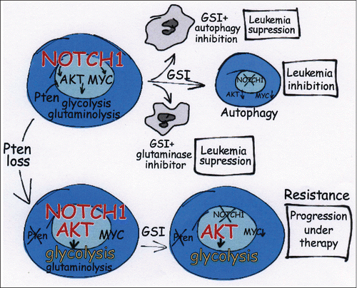 Figure 1. Metabolic effects of NOTCH1 inhibition and Pten loss in T-ALL. NOTCH1 drives glycolysis and glutaminolysis and NOTCH1 inhibition promotes an anabolic block, forcing lymphoblasts to use autophagy to survive. Consistently, inhibition of autophagy or glutaminolysis enhances the antileukemic effects of GSIs. Conversely, loss of Pten promotes a hyperglycolytic switch that overrides the metabolic effects of GSIs, driving resistance to therapy.