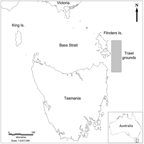 FIGURE 1. Location of the study area in northeastern Tasmanian waters, Australia. Samples of three gurnard species were collected via trawling within the area denoted by gray shading.