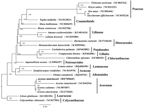 Figure 1. Maximum likelihood tree based on the complete chloroplast genome sequences of 24 species, with Litsea glutinosa and Calycanthus chinensis as outgroup. The bootstrap value is shown on each node and the position of Acorus tatarinowii is in bold.