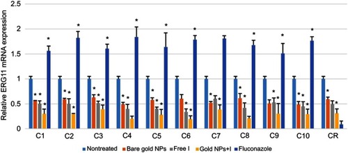 Figure 5 Expression analysis of the ERG11 gene in Candida albicans isolates exposed to the bare gold NPs, indolicidin-gold NPs, free indolicidin, and fluconazole after 24 hrs of cultivation. The relative expression of the 14α-demethylase (ERG11) gene relative to that of the internal control ACT1 gene in 10 C. albicans isolates obtained from the burn patients suffering from candidiasis and the control strain ATCC 1023 in comparison to the non-treated group is shown. The data are presented as mean±SD, calculated from three independent experiments (*P<0.05).Abbreviations: NPs, nanoparticles; gold NPs-I, indolicidin-gold nanoparticles conjugates; C1-C10, C. albicans strains isolated from burn patients suffering from candidiasis; CR, C. albicans ATCC strain 1023.