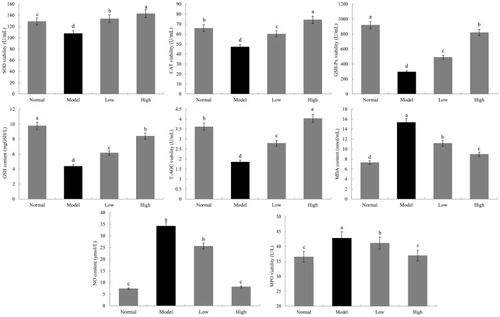 Figure 6 Effects of Lactobacillus plantarum KSFY06 on SOD, CAT, GSH-Px, GSH, T-AOC, MPO, MDA, and NO in serum of mice injured by D-Gal/LPS. a–dThere was significant difference in different letters in the same column (P < 0.05), which was determined by Duncan’s multiple range test. Model: group induced by D-Gal/LPS (250 mg/kg·bw and 25 mg/kg·bw); Low: treated with LP-KSFY06 (2.5×109 CFU/kg·bw); High: treated with LP-KSFY06 (2.5×1010 CFU/kg·bw).