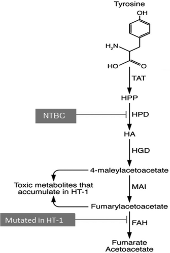 Figure 1. Tyrosine metabolism, with genetic cause of HT1 and pharmacologic intervention of NTBC noted.