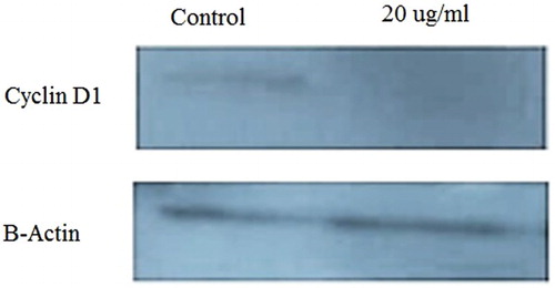 Figure 7. Reduced expression of Cyclin D1 protein after treatment with a dose of 20 μg/ml.