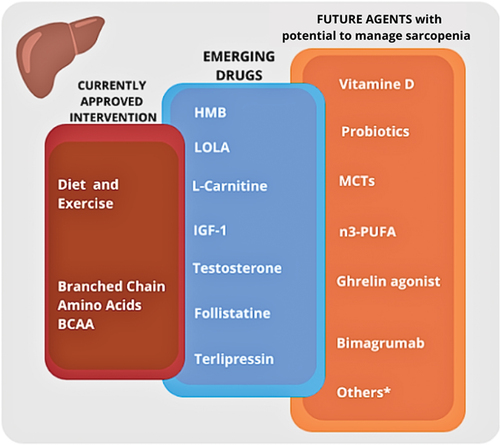 Figure 2. Interventions and drugs currently used for treatment of sarcopenia in patients with cirrhosis, and new agents in the study phase or already used in other disease settings.