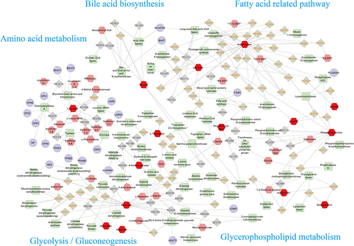 Figure 8 The core metabolite-reaction-enzyme-gene subnetwork constructed utilizing Cytoscape software. Red hexagons: input metabolites; green squares: enzyme; grey diamonds: reaction; purple circle: target; pink hexagon: related metabolites.