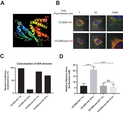 Figure 5. Subcellular localization of SifA functional domains is dependent upon caspase-3 cleavage. (a) Schematic depicting the dual-tagging strategy for SifA. The V5 tag (green) is used on the N-terminus and the HA tag (red) is used on the C-terminus. (b) Wild-type HeLa cells containing either V5-SifA-HA or V5-SifAcsm-HA were infected with WT-SL1344. The cells were fixed and stained (refer to methods) at 1 and 10 hr post-infection. The N-terminus of SifA begins to branch out following interaction with caspase-3 at 2 hr post-infection (follow localization of green V5 tag from 1 – 10 hr post-infection), and the C-terminus of SifA remains in the perinuclear region for all time points following infection (red). When the caspase-3 cleavage site is mutated (V5-SifAcsm-HA), both domains (red and green) are observed in the perinuclear region at all time points following infection. Experiments were performed at least three times using cells of different passage. (c) Colocalization of the SifA N-terminal and C-terminal domains following caspase-3 cleavage quantified using FIJI Software. (d) Relative distance (measured using a micron scale) of the distance travelled by the N-terminal domain in both V5-SifA-HA and V5-SifAcsm-HA at 1 and 10 hrs. post-infection. P Values (statistics calculated using unpaired Student’s t test): NS, not significant; **** P < 0.0001.