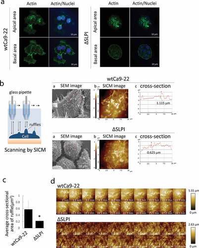 Figure 2. (a) Cells in the growth phase were stained with Alexa FluorTM 488 phalloidin (green). Nuclei were stained with DAPI (blue). (b) A schematic representation of SICM scanning. (a) SEM images of wtCa9-22 cells. The red square indicates the image area in (b). (b) SICM topographic images obtained at 10 × 10 μm2 with 128 × 128 pixels. (c) Cross-sectional graphs of these cells are included with a red line on the maximum diameter in each cell in (b). Numerals in the graph indicate the size of height of the dorsal ruffle indicated by arrowheads. (c) Quantification of the dorsal ruffle area was performed. Five cells were randomly selected from each cell type, and the average cross-sectional ruffle area was calculated. (d) Time-lapse imaging of wtCa9-22 (upper) and ΔSLPI cell (lower) surface. To assess ruffle movement, time-lapse morphological images of the ruffles on the surface of the living cells were obtained through SICM. All images were obtained at 10 × 10 μm2 with 64 × 64 pixels.