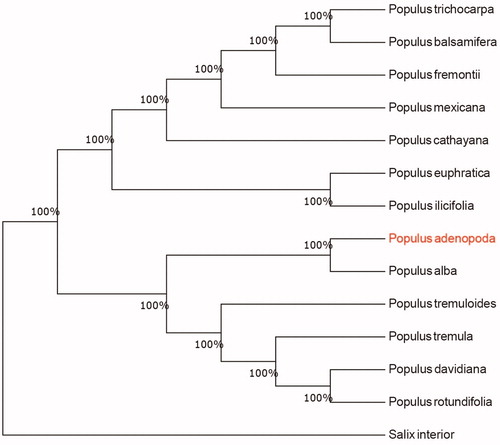 Figure 1. Neighbour-joining (NJ) analysis of P. adenopoda and other related species based on the complete chloroplast genome sequence. Genbank accession numbers: P. davidiana (KP861984), P. koreana (MN864049), P. yunnanensis (KP729176), P. euphratica (KJ624919), P. adenopoda (MT482539), P. rotundifolia (KX425853), P. cathayana (KP929175), P. balsamifera (KJ664927), P. ilicifolia (NC031371), P. trichocarpa (EF489041), P. fremontii (KJ664926), P. tremuloides (MN561844) and Salix interior (NC024681).