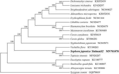 Figure 1. NJ phylogenetic tree of Sophora japonica ‘JinhuaiJ2’ with 18 species was constructed by chloroplast plastome sequences. Numbers on the nodes are bootstrap values from 1000 replicates. Syzygium cumini was selected as outgroups.