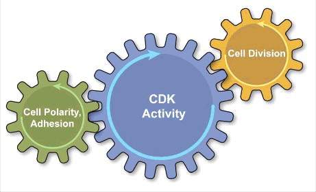 Figure 1. The epithelial cell cycle depicted as a combination of clocks, with the central clock (blue-CDK activity) tuning the cycling of independent cell processes presented as peripheral clocks. The centralized CDK program coordinates the oscillations in nuclear and cytoplasmic events of cell division (yellow) with the oscillations in cortical cell polarity and inter-cellular adhesion (green).