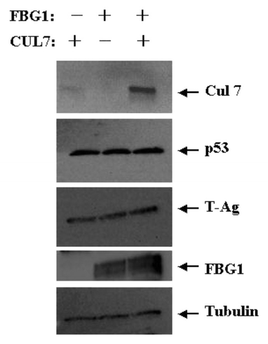 Figure 5 FBG1 stabilizes Cul7 levels without affecting endogenous Cul7 substrates. Cos-7 cells co-transfected with vectors expressing FBG1 or Cul 7 as indicated. After 48 hours cells were harvested, and cell lysates separated by SDS-PAGE, and probed with anti-HA antibody (for Cul7), or antibodies directed against p53, SV-40 T antigen (‘T-Ag’), FLAG (for FBG1) or tubulin (loading control).