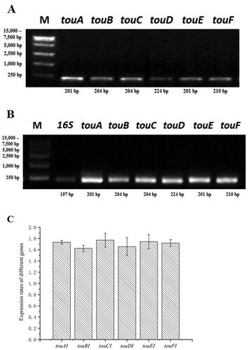Figure 2. Cloning and expression of all synthetic genes in the transformant BL-tou. (A) PCR reaction was carried out using the plasmid extracted from BL-tou as template. (B) PCR reaction was carried out using the cDNA from BL-tou as template. (C) Expression rates of different genes at expression level in BL-tou by proteomics analysis.