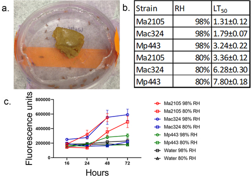 Figure 2. The effect of humidity on Metarhizium spp. Fly (Drs-GFP) immune system responses to infection with 5×106 spores of M. anisopliae 2015, M. acridum 324 and M. pingshaense 443 at different relative humidity’s (98%, and 80%) was studied by measuring drosomycin expression and calculating LT50 values. a) control and infected flies were maintained in petri dishes covered in nylon mesh (pink) and with access to food placed on the mesh. The petri dishes were placed on water saturated tissues (98% RH) or over a saturated solution of NaCl (80% RH). b) faster kills at higher RH elicits earlier and higher Drs-GFP immunofluorescence in infected insects. Fluorescence data was collected 16, 24, 48, and 72 h post-infection. Points represent the means of 10 individual flies±SE. Control flies were treated with water instead of spore suspensions and incubated at different RH in parallel with infected flies.