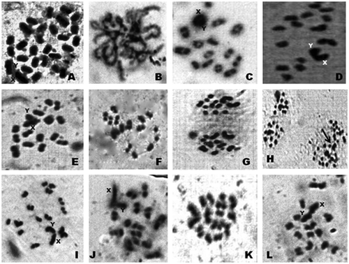 Figure 1. Photomicrographs of chromosomes in male meiosis of Arthrosphaera fumosa (2n = 30): A, spermatogonial metaphase; B, pachytene; C, diplotene; D, diakinesis; E, metaphase-I (side view); F, early anaphase; G, anaphase; H, anaphase (two sets) (arrow, lagging of sex chromosomes); I, dia-metaphase-I; J, metaphase-II; K, metaphase-I (polar view); L, early anaphase-II.