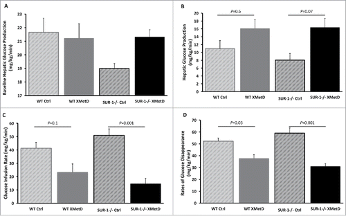 Figure 6. Hyperinsulinemic-Euglycemic Clamp. (A) Baseline hepatic glucose production in wild-type mice treated with control antibody (n = 5), wild-type mice treated with XMetD (n = 5), SUR-1 −/− mice treated with control antibody (n = 5), SUR-1 −/− mice treated with XMetD (n = 5); ANOVA: P = 0.12. (B) Hepatic glucose production during hyperinsulinemic-euglycemic clamp in wild-type mice treated with control antibody (n = 5), wild-type mice treated with XMetD (n = 5), SUR-1 −/− mice treated with control antibody (n = 5), SUR-1 −/− mice treated with XMetD (n = 5), ANOVA: P = 0.03: SUR-1 −/− control vs. SUR-1 −/− XMetD. P = 0.07; wild-type control vs. wild-type XMetD, P = 0.6. (C) Glucose infusion rate to maintain euglycemia during hyperinsulinemic-euglycemic clamp in wild-type mice treated with control antibody (n = 5), wild-type mice treated with XMetD (n = 5), SUR-1 −/− mice treated with control antibody (n = 5), SUR-1 −/− mice treated with XMetD (n = 5), ANOVA: P = 0.0003: SUR-1 −/− control vs. SUR-1 −/− XMetD. P = 0.001; wild-type control vs. wild-type XMetD, P = 0.1. (D) Rates of glucose disappearance during hyperinsulinemic-euglycemic clamp in wild-type mice treated with control antibody (n = 5), wild-type mice treated with XMetD (n = 5), SUR-1 −/− mice treated with control antibody (n = 5), SUR-1 −/− mice treated with XMetD (n = 5), ANOVA: P<0.0001: SUR-1 −/− control vs. SUR-1 −/− XMetD. P<0.001; wild-type control vs. wild-type XMetD, P = 0.03.