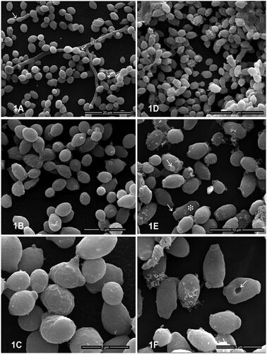 Figure 2. Effects of BTME on C. albicans. (a–c) Control cells; (d–f) cells treated with BTME at MIC for 12 h. (a–c) Ultrastructural aspects of untreated C. albicans culture at low (a) and high magnification (b–c) showing the presence of single and budding yeast cells with evident fragile blastoconidial septum (white arrow). (h) True hyphal structures could be also observed. Treated C. albicans culture at (d) low and (e–f) high magnifications. Note in (e) the presence of elongated cells (white asterisk) with multiple scars (white arrow). (f) Cells presenting surface depressions are indicated in white arrow.