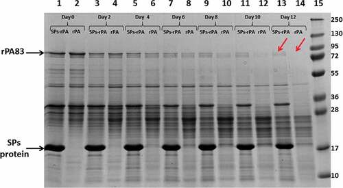 Figure 2. The stability of rPA83 within complexes with SPs. 1, 3, 5, 7, 9, 11, 13 – rPA83 within SPs-rPA83 complexes incubated under +25°C for 0, 2, 4, 6, 8, 10 and 12 days, respectively. 2, 4, 6, 8, 10, 12, 14 – Individual rPA83 incubated under +25°C for 0, 2, 4, 6, 8, 10 and 12 days, respectively. 15 – Protein molecular weight markers (molecular weights in kDa are indicated in the right).Red arrows indicate the considerable difference in stability between individual rPA83 and rPA83 within SPs-rPA83 complexes. Electrophoresis analysis, staining by Coomassie G-250