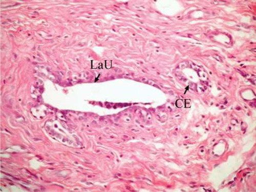Figure 4 Photomicrograph of breast section of normal rat treated with ulvan polysaccharides showing normal LaU. Notice that mammary acini are lined with CE (H and E, ×400).
