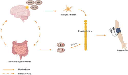 Figure 2 Interaction between sympathetic activation and the gut-brain axis.