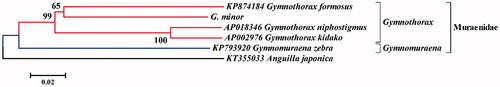Figure 1. Phylogenetic relationship of G. minor. The cited mitogenome sequenced are downloaded from GenBank and the phylogenic tree is constructed by neighbor-joining method with 100 bootstrap replicates. Bootstrap values of >50% are shown above the node.